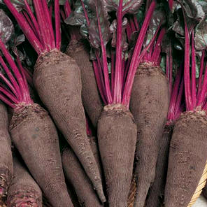 betterave-crapaudine