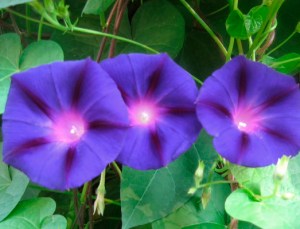 ipomee-hazelwood-blue