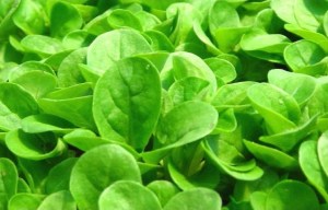 mache-verte-a-coeur-plein