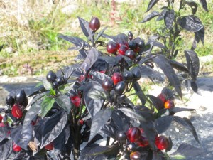 semences-de-piment-Black-Pearl