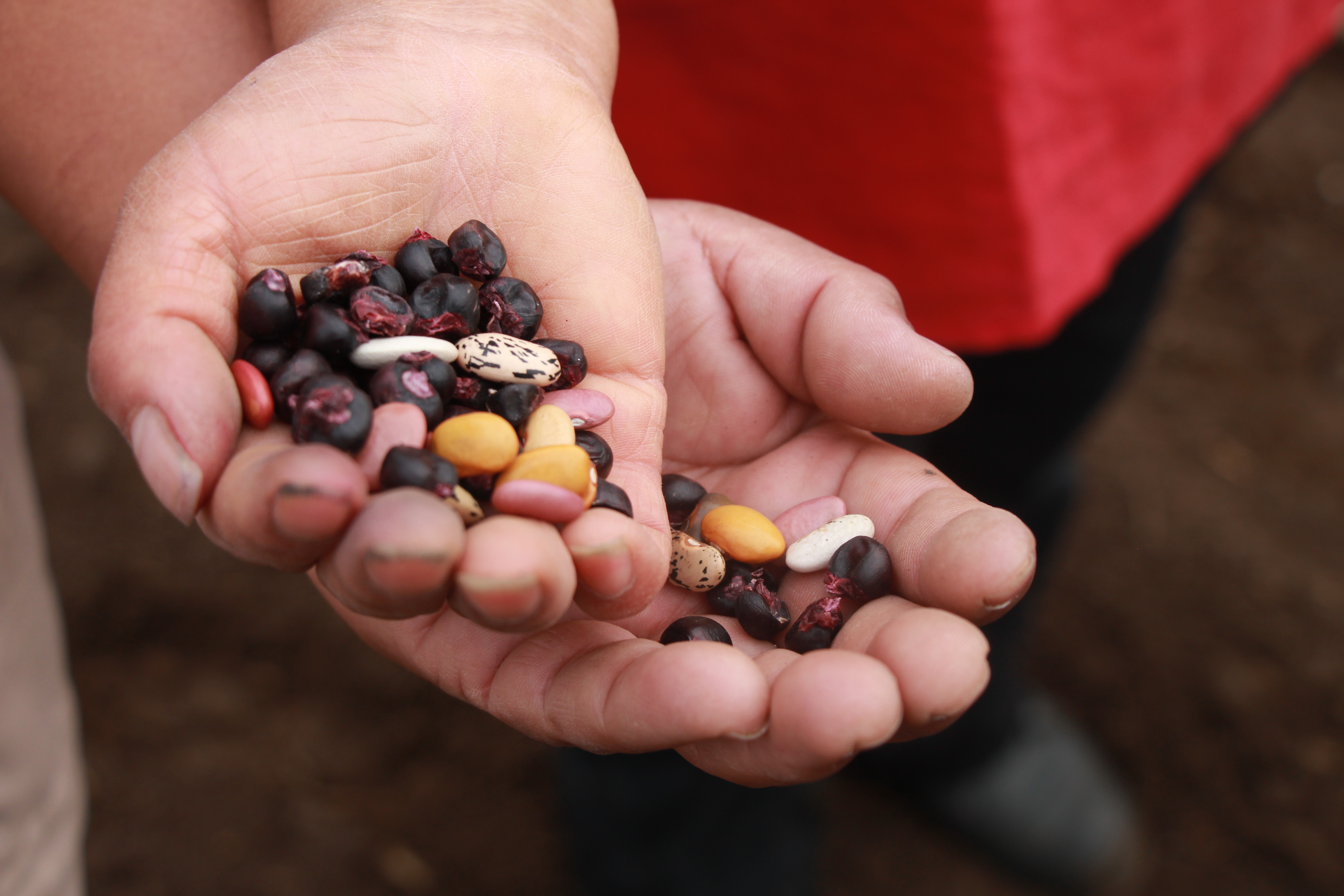 IMG_2215 - Copie.JPG